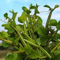 EndoPeak order discount bottles